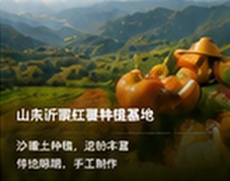 山西祁县红薯种植基地