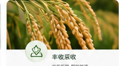 丰收采收产地风貌